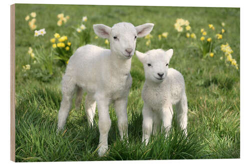 Wood print Easter lambs