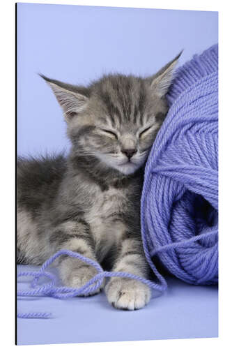 Aluminium print Grey kitten sleeping on wool