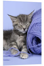 Foam board print Grey kitten sleeping on wool