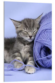 Galleriataulu Grey kitten sleeping on wool