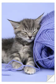 Vinilo para la pared Grey kitten sleeping on wool