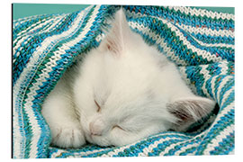 Aluminium print White kitten sleeping under stripy blanket