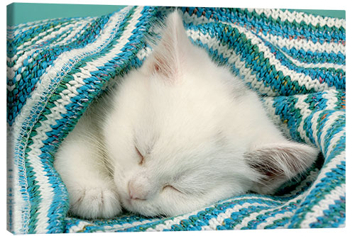 Canvas print White kitten sleeping under stripy blanket