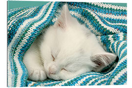 Gallery print White kitten sleeping under stripy blanket