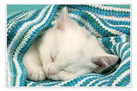 Wall print  White kitten sleeping under stripy blanket - Greg Cuddiford