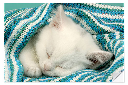 Selvklebende plakat White kitten sleeping under stripy blanket