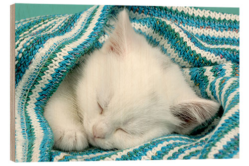 Hout print White kitten sleeping under stripy blanket