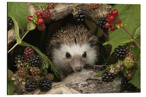 Aluminiumtavla Hedgehog and blackberries