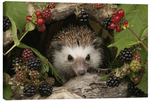 Canvas print Hedgehog and blackberries