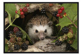 Gerahmter Kunstdruck Igel und Brombeeren