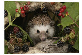 Foam board print Hedgehog and blackberries