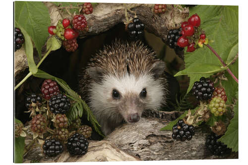 Gallery print Hedgehog and blackberries