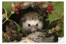 Naklejka na ścianę Hedgehog and blackberries