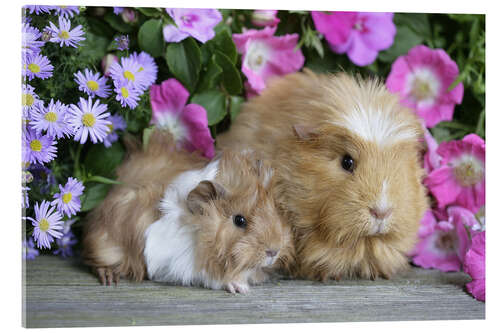 Cuadro de metacrilato Two guinea pigs