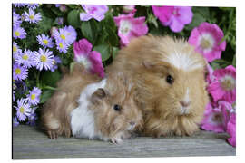 Aluminium print Two guinea pigs