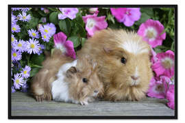 Gerahmter Kunstdruck Zwei Meerschweinchen