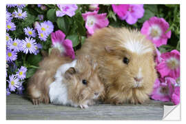 Självhäftande poster Two guinea pigs