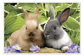 Tableau Deux lapins dans la verdure - Greg Cuddiford