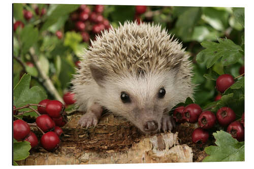 Aluminiumtavla Hedgehog with berries