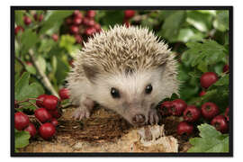 Gerahmter Kunstdruck Igel mit Beeren