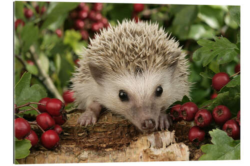 Galleriataulu Hedgehog with berries