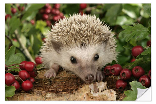 Naklejka na ścianę Hedgehog with berries