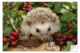 Wall sticker Hedgehog with berries