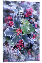 Aluminium print Holly with hoarfrost