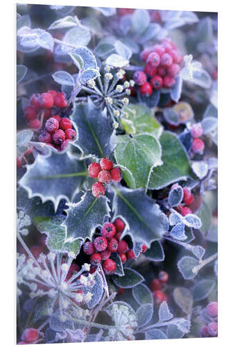 PVC print Holly with hoarfrost