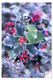 Muursticker Holly with hoarfrost