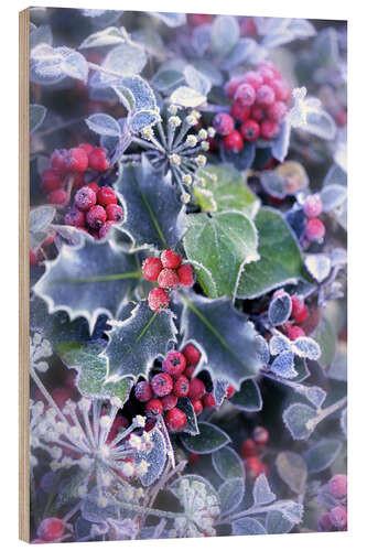 Wood print Holly with hoarfrost