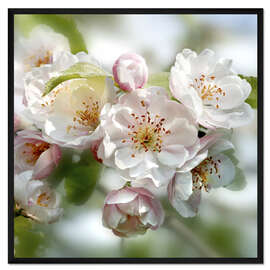 Gerahmter Kunstdruck Kirschblüte