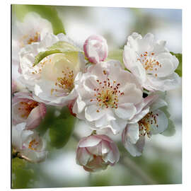 Magnettafel Kirschblüte