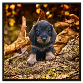 Gerahmter Kunstdruck Dackel Welpe 2