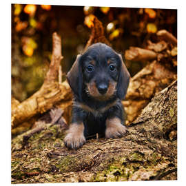 Foam board print Dachshund puppy 2