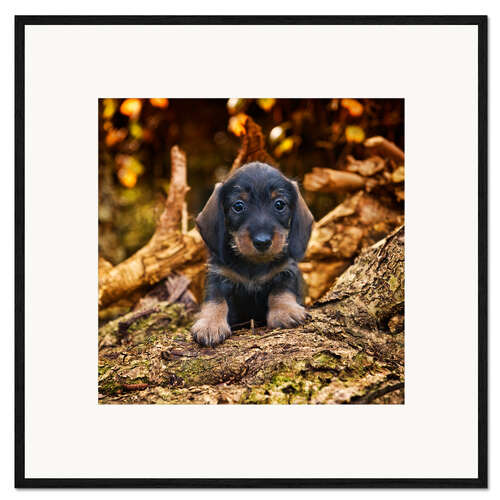 Impression artistique encadrée Chiot teckel 2