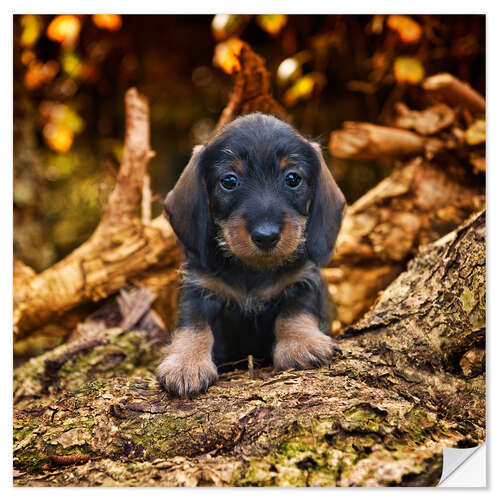 Vinilo para la pared Dachshund puppy 2