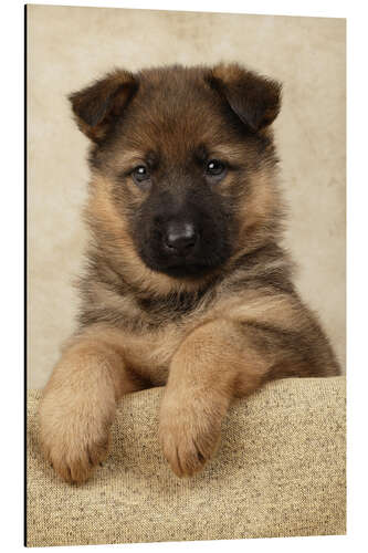 Aluminium print German Shepherd pup