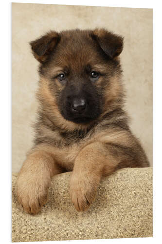 Foam board print German Shepherd pup