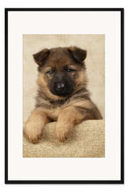 Gerahmter Kunstdruck Deutscher Schäferhundwelpe