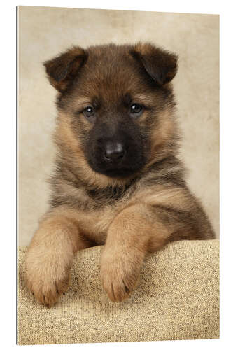 Galleriataulu German Shepherd pup