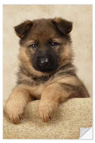 Vinilo para la pared German Shepherd pup