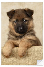 Vinilo para la pared German Shepherd pup