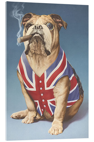 Acrylglasbild Britische Bulldogge