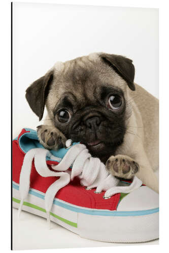 Quadro em alumínio Pug pup and shoe