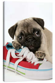Canvas print  Pug pup and shoe - Greg Cuddiford