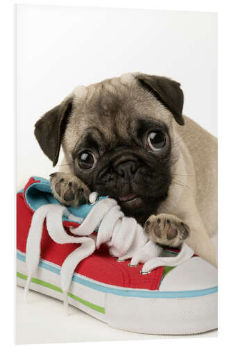 Quadro em PVC Pug pup and shoe