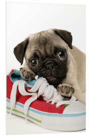 Print på skumplade Pug pup and shoe