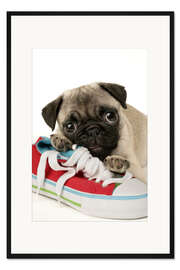 Gerahmter Kunstdruck Mops-Welpe und Schuh