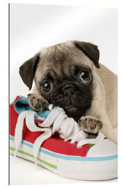 Quadro em plexi-alumínio Pug pup and shoe